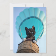 Up, Up, and Away with Felini the Cat