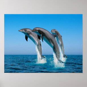 Up Up Up Dolphins Poster