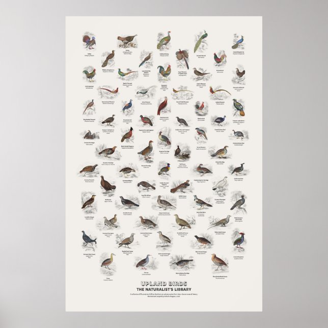 Upland Birds - Naturalist's Library Poster (Front)