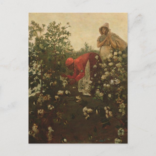 Upland Cotton Postcard (Front)