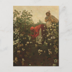 Upland Cotton Postcard