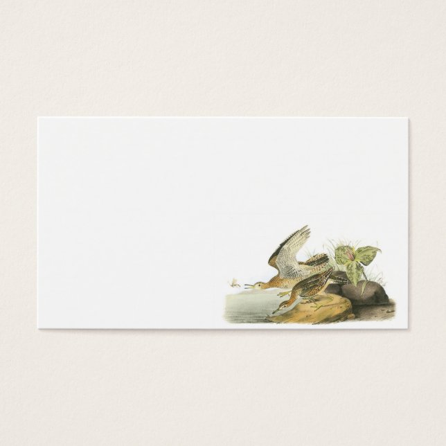 Upland Sandpiper by Audubon (Front)