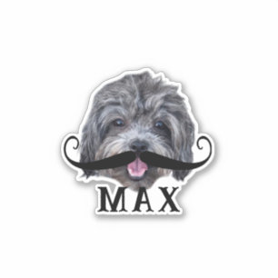 Upload Your Pet Face Photo & Name Silly Moustache