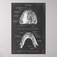 Upper and Lower Jaw Anatomy Dental Art