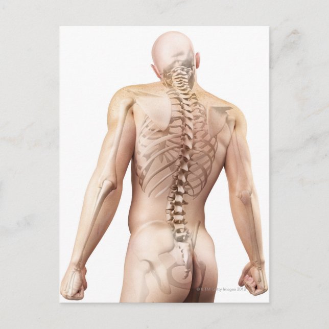 Upper Body Bones 2 Postcard (Front)