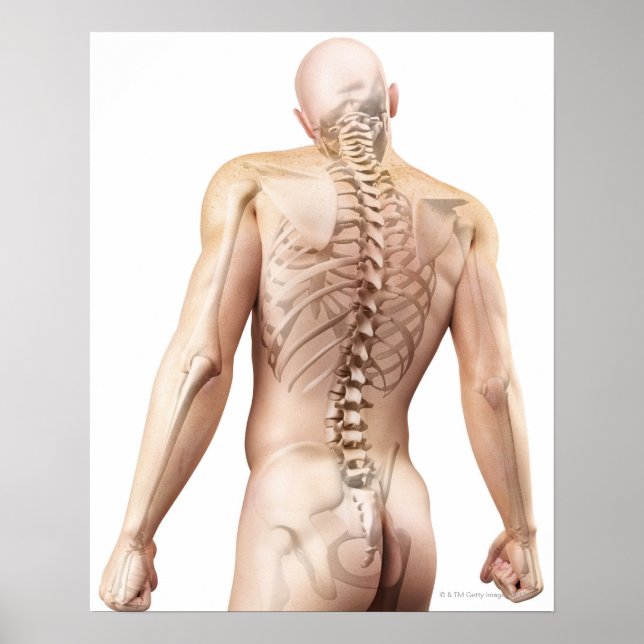 Upper Body Bones 2 Poster (Front)