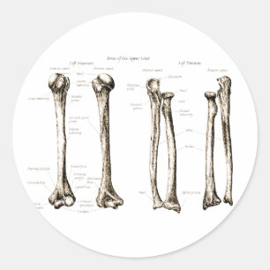 Upper Limb Sepia Classic Round Sticker