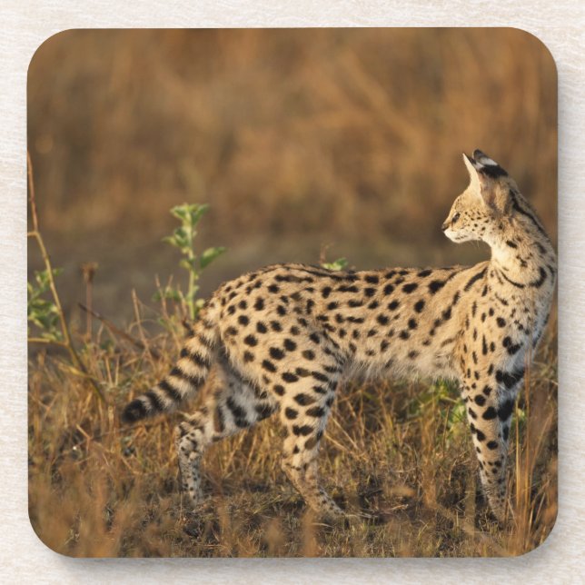Upper Mara, Masai Mara Game Reserve, Kenya, Coaster (Front)