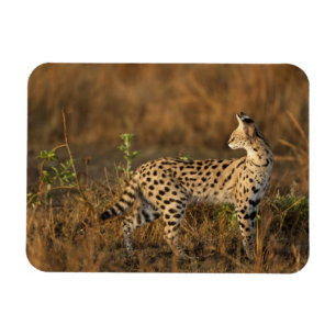 Upper Mara, Masai Mara Game Reserve, Kenya, Magnet