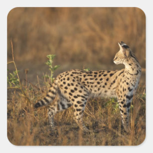 Upper Mara, Masai Mara Game Reserve, Kenya, Square Sticker