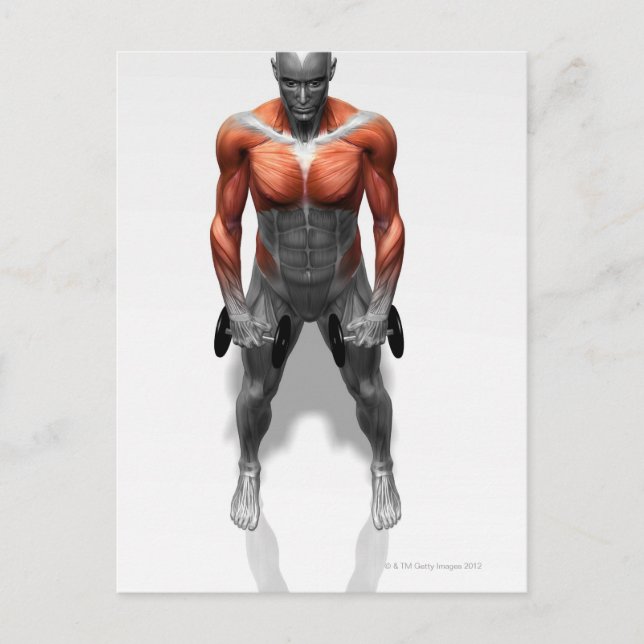 Upright Row Exercise Postcard (Front)