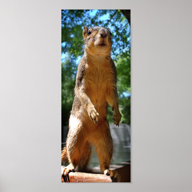 Upright Squirrel Poster (Front)