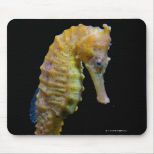 upright swimmerequine shapeprehensile taillong mouse mat