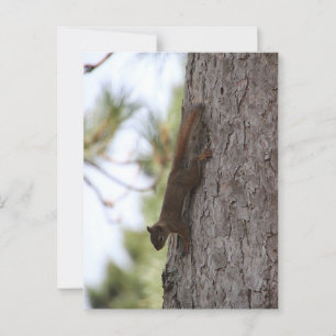 Upside Down Squirrel Postcard