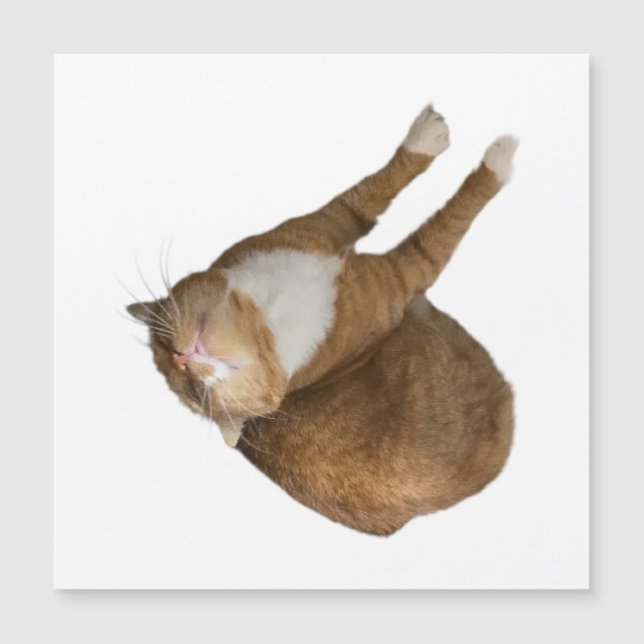 Upside-Down Sunshine Cat (Front)