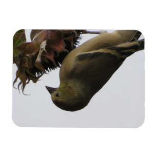 Upside DownSunflower Eating Goldfinch Magnet