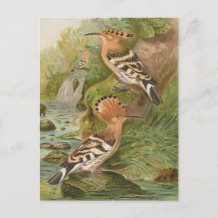 Upupa epops by Johann Friedrich Naumann Postcard