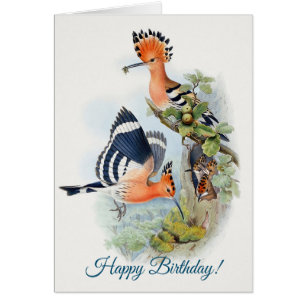 Upupa Epops  Happy Birthday