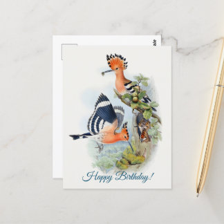 Upupa Epops  Postcard