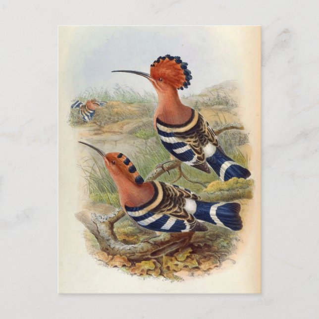 Upupa Nigripennis (Indian Hoopoe) Postcard (Front)