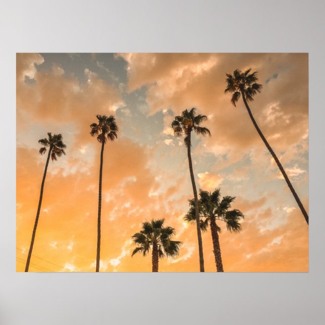 Upward View of Palms Poster (Front)