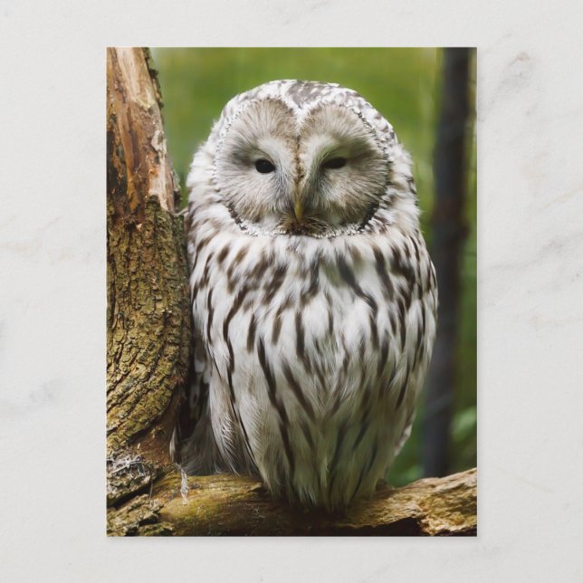 Ural Owl perched on a limb Postcard (Front)