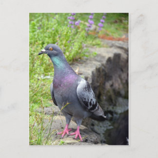 Urban Pigeon Postcard