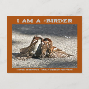 Urban Street Fighters House Sparrows Birder Postcard