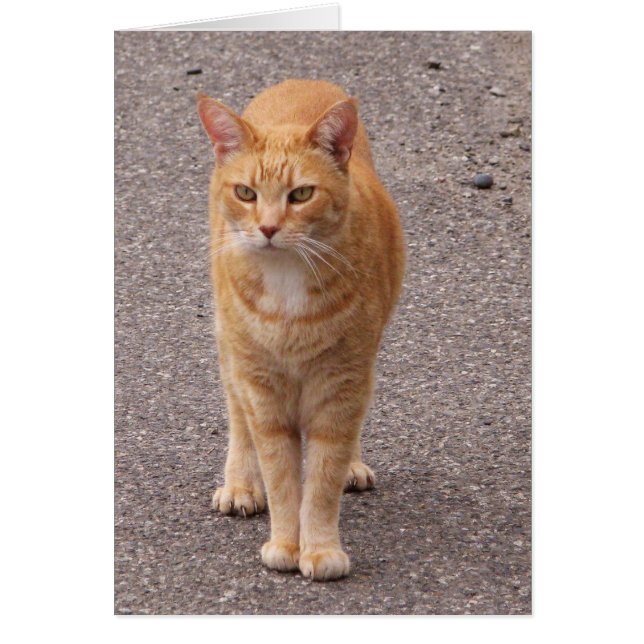 Urban Tiger (Front)
