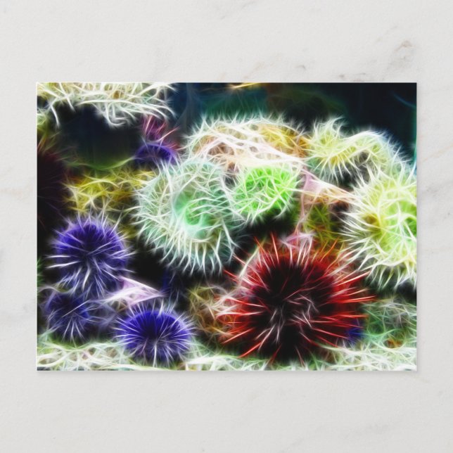 Urchin Bed Postcard (Front)