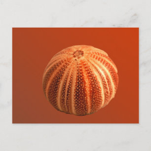 Urchin Postcard