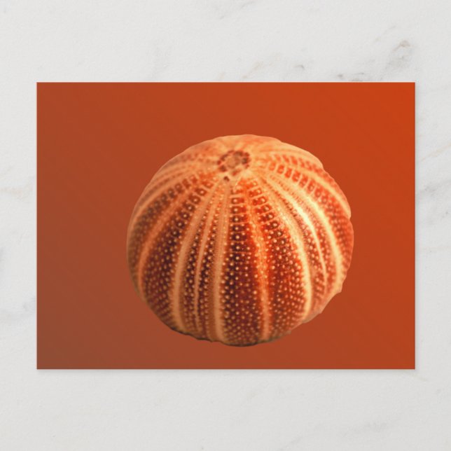 Urchin Postcard (Front)