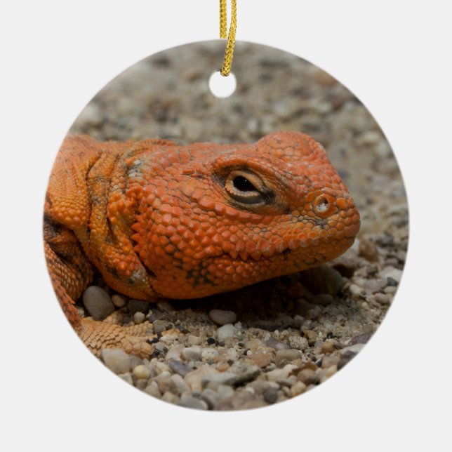 Uromastyx geyri ceramic tree decoration (Front)