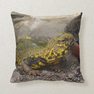 Uromastyx geyri cushion