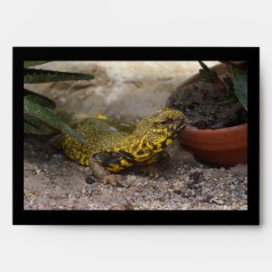 Uromastyx geyri envelopes