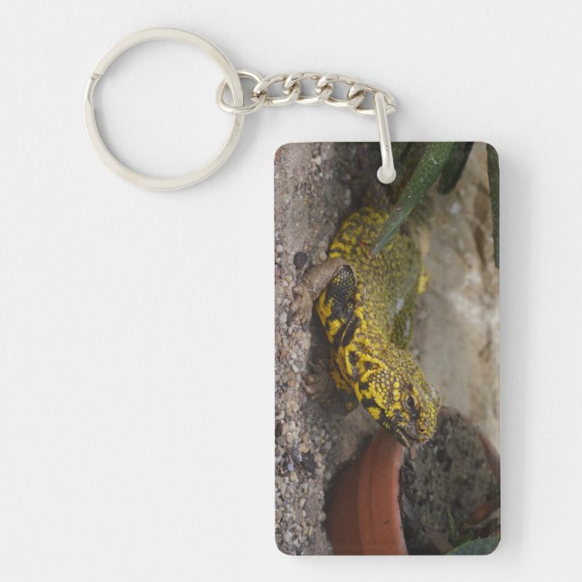 Uromastyx geyri key ring (Front)