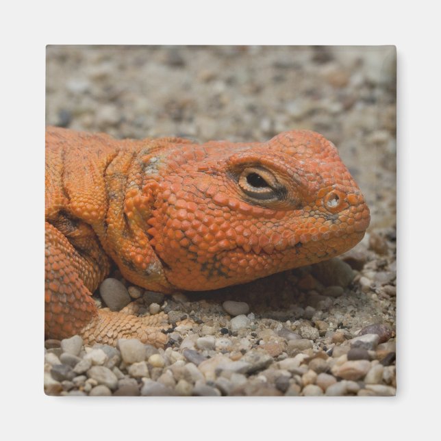 Uromastyx geyri magnet (Front)