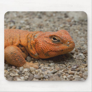 Uromastyx geyri mouse mat