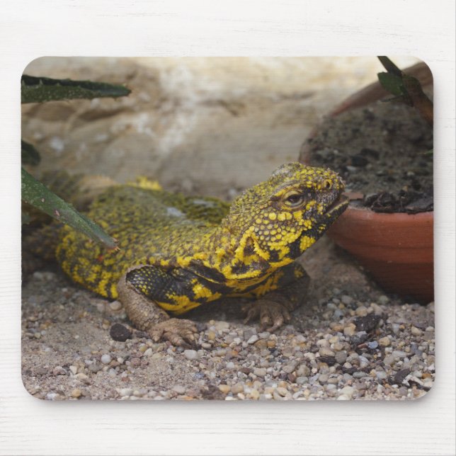 Uromastyx geyri mouse mat (Front)