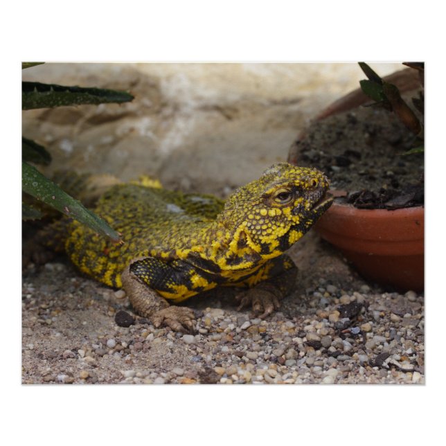 Uromastyx geyri poster (Front)