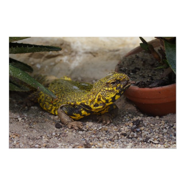 Uromastyx geyri poster (Front)