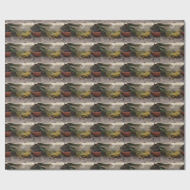 Uromastyx geyri wrapping paper (Flat)