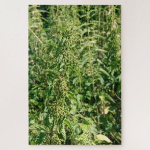 Urtica dioica, jigsaw puzzle