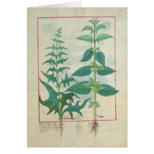 Urticaceae