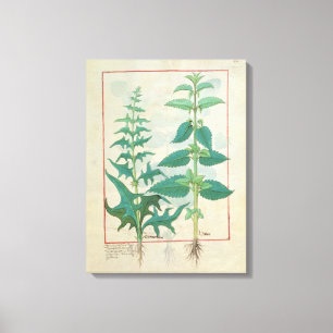 Urticaceae Canvas Print