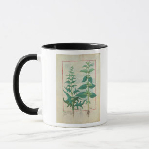 Urticaceae Mug