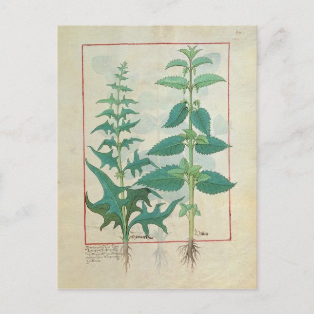 Urticaceae Postcard (Front)