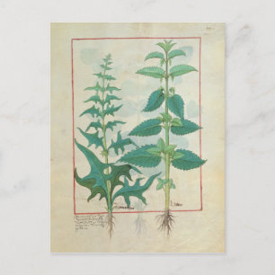Urticaceae Postcard