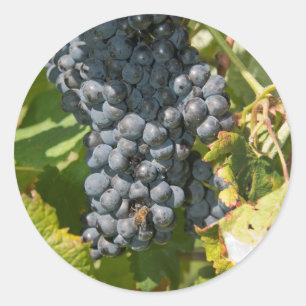 Uruguay, Montevideo, Colon Area. Bodegas Classic Round Sticker