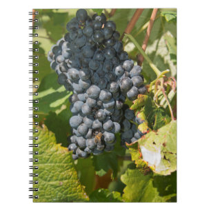 Uruguay, Montevideo, Colon Area. Bodegas Notebook